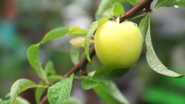 Unripe Fruit Green Plum Rain — Stock Video