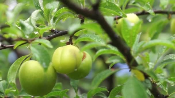 Olgunlaşmamış Yağmur Sonra Yeşil Erik Meyvesi — Stok video