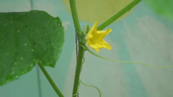 Młode Pędy Zielone Kwiatostany Ogórka — Wideo stockowe