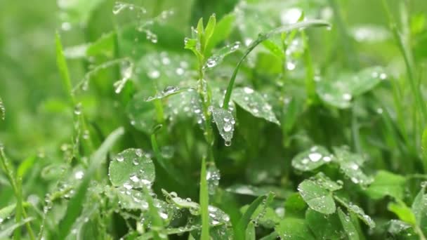 Green Grass Dew Drops Rain — Stock Video