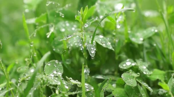 Grama Verde Com Gotas Orvalho Após Chuva — Vídeo de Stock