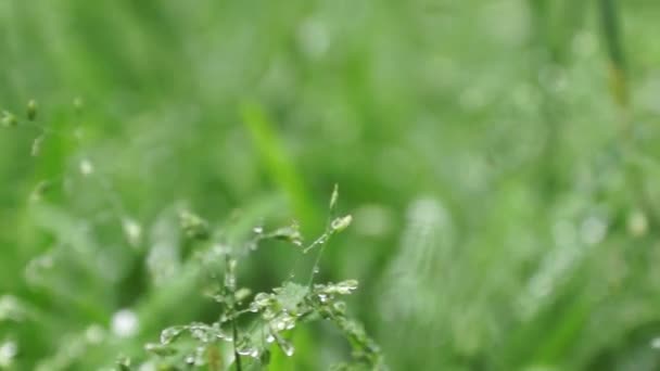 Grünes Gras Mit Tautropfen Nach Regen — Stockvideo