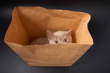 Studio siyah bir zemin üzerine İngiliz ırk yavru kedi