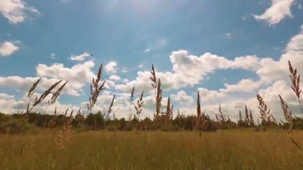 Wolken Zwemmen Boven Het Veld Zomer — Stockvideo