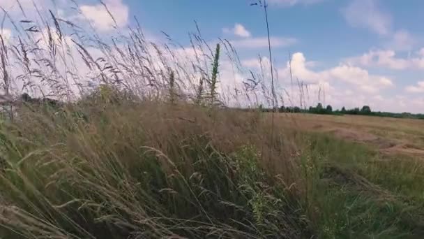Hoog gras op een gebied onder een blauwe hemel met wolken. — Stockvideo