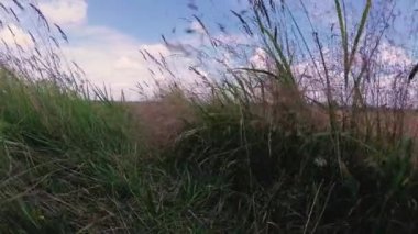 yüksek otların arasında bir alan bulutlar ile mavi gökyüzü altında.