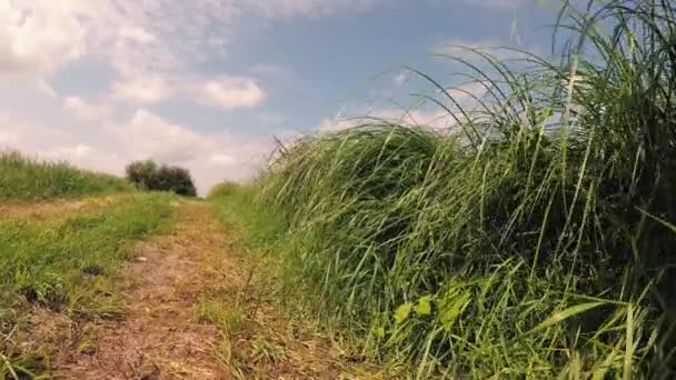 Högt gräs i ett fält under en blå himmel med moln. — Stockvideo