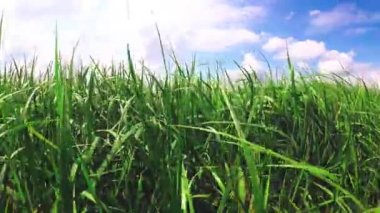 yüksek otların arasında bir alan bulutlar ile mavi gökyüzü altında.