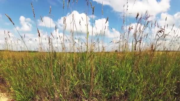 Hierba alta en un campo bajo un cielo azul con nubes . — Vídeos de Stock