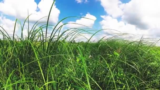 Hoog gras op een gebied onder een blauwe hemel met wolken. — Stockvideo