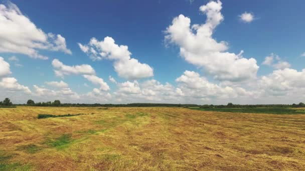 Pâturage, prairie verte sous un ciel bleu avec des nuages . — Video