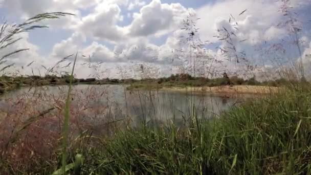 Hierba Alta Campo Bajo Cielo Azul Con Nubes — Vídeos de Stock