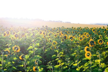 sarı alan ayçiçeği muhteşem gökyüzü ile şafak