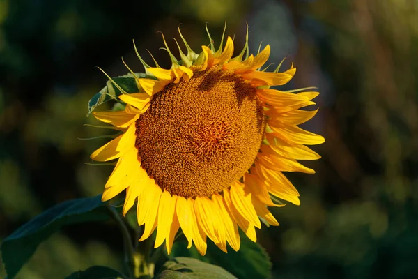 sunflower head turned toward the sun in the morning