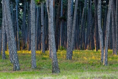 sabah güneşin bir çam ormanı gövdeleri
