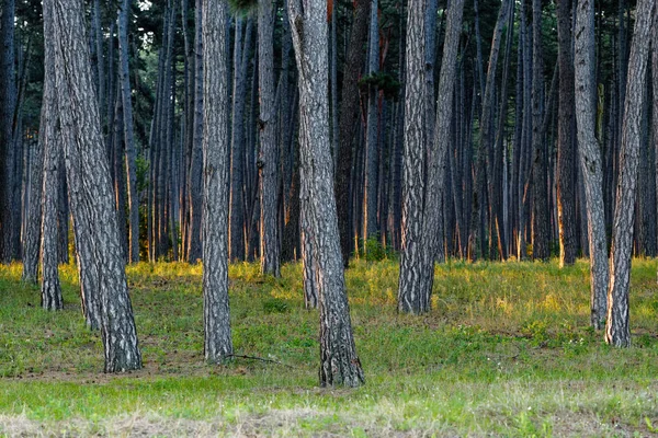 Trunks Pine Forest Morning Sun — Stock Photo, Image