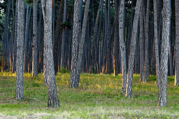 Trunks Pine Forest Morning Sun — Stock Photo, Image