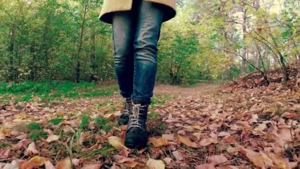 Girl Walk Autumn Colorful Beautiful Forest — Stock Video