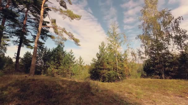 Прогулка Осени Красивый Красочный Лес — стоковое видео