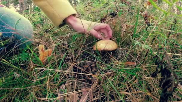 Menina Coleta Cogumelos Outono Colorido Bela Floresta — Vídeo de Stock
