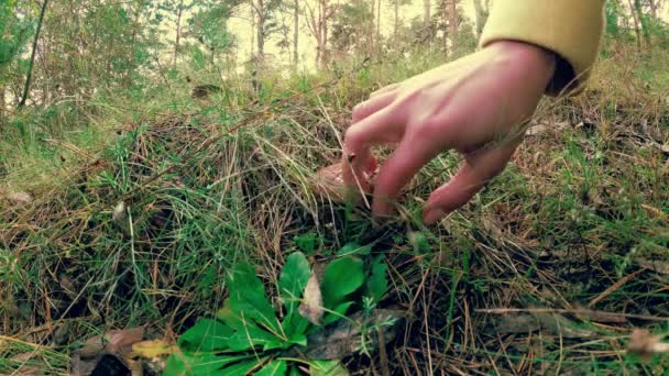女孩收集蘑菇在秋天五颜六色的美丽的森林 — 图库视频影像