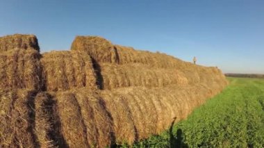 Saman yığınında çocuk oyun.