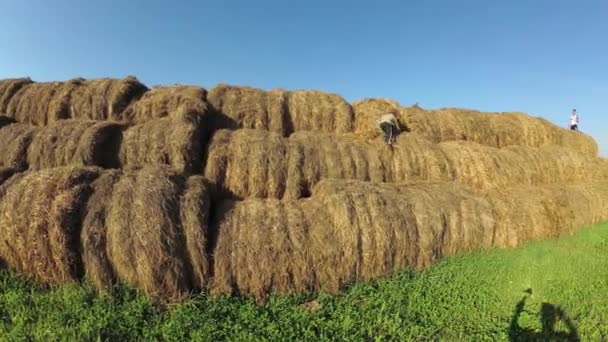 Kids play in a stack of straw. — Stock Video