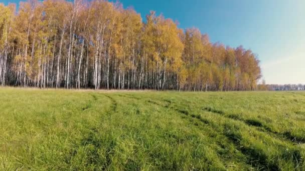 Golden Autumn Birch Grove Clear Day — Stock Video