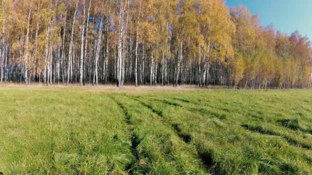 automne doré dans un bosquet de bouleaux par temps clair .