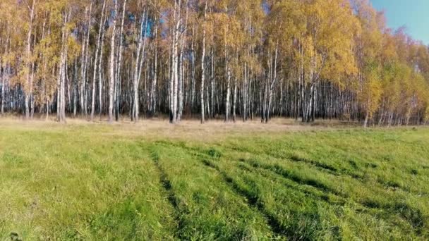 automne doré dans un bosquet de bouleaux par temps clair .