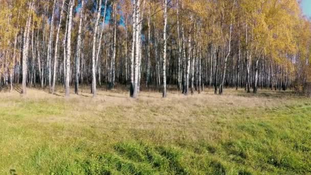 晴れた日に白樺林で黄金色の秋 — ストック動画