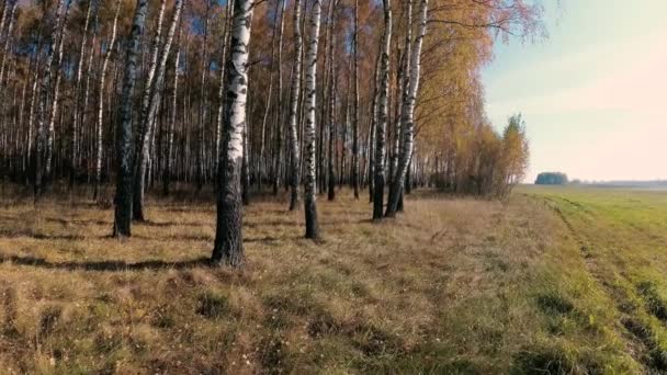 automne doré dans un bosquet de bouleaux par temps clair .
