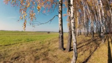 açık bir günde bir huş Grove Altın Sonbahar.