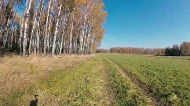 açık bir günde bir huş Grove Altın Sonbahar.