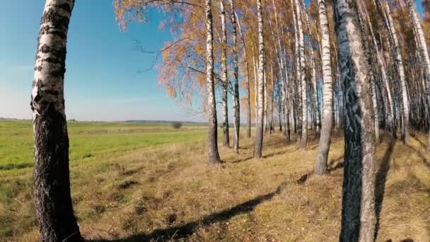 automne doré dans un bosquet de bouleaux par temps clair .