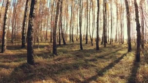 Gouden Herfst Een Bos Met Berken Een Heldere Dag — Stockvideo