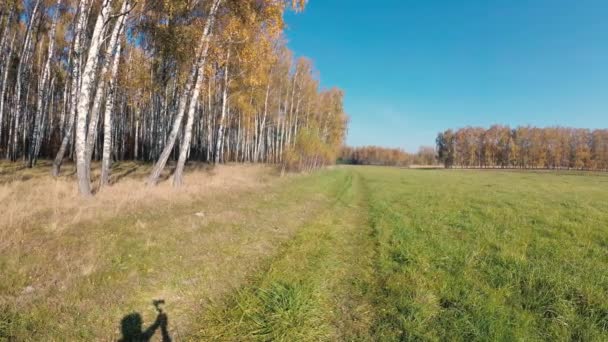 Золотая Осень Березовой Роще Ясный День — стоковое видео