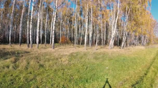 automne doré dans un bosquet de bouleaux par temps clair .