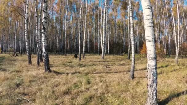 Outono Dourado Bosque Vidoeiro Dia Claro — Vídeo de Stock