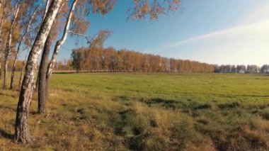 açık bir günde bir huş Grove Altın Sonbahar.
