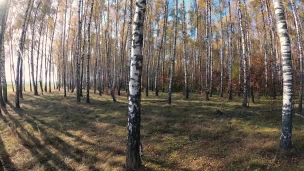 金秋在桦树林在晴朗的日子 — 图库视频影像