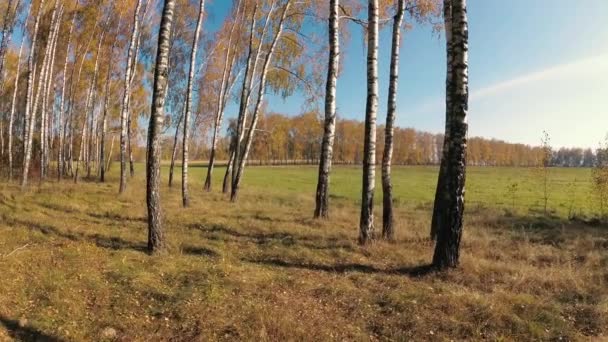 Gouden Herfst Een Bos Met Berken Een Heldere Dag — Stockvideo