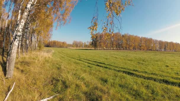 Złota Jesień Brzozowy Gaj Pogodny Dzień — Wideo stockowe