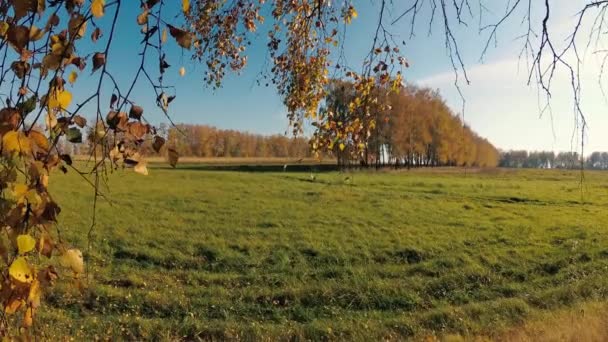 Gouden Herfst Een Bos Met Berken Een Heldere Dag — Stockvideo