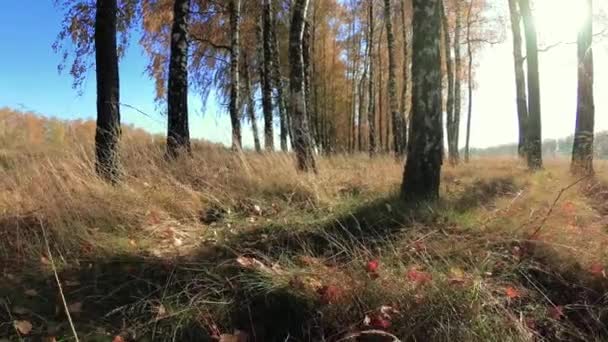 Goldener Herbst Birkenhain Einem Klaren Tag — Stockvideo