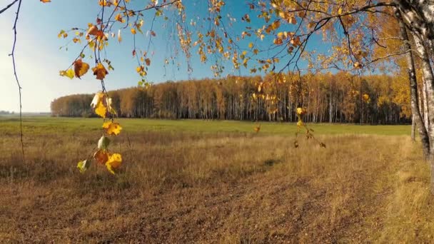 Outono Dourado Bosque Vidoeiro Dia Claro — Vídeo de Stock