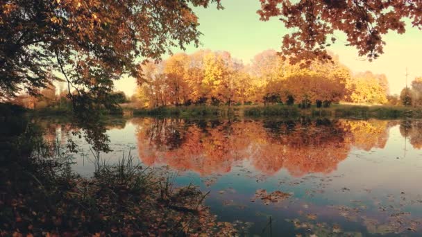 Açık Bir Günde Bir Huş Grove Altın Sonbahar — Stok video