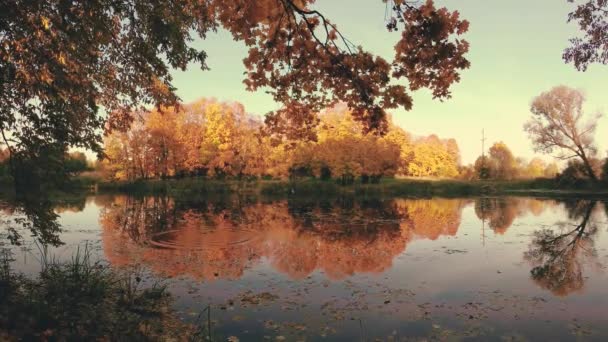 Otoño Dorado Bosque Abedules Día Claro — Vídeo de stock