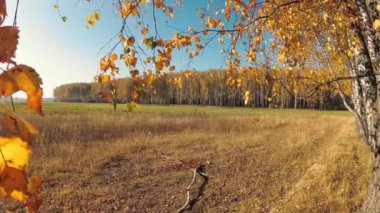 açık bir günde bir huş Grove Altın Sonbahar.