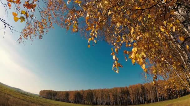 金秋在桦树林在晴朗的日子 — 图库视频影像
